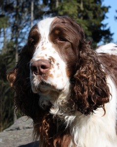 Ladynka - Ulianky - Pušena