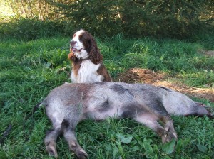 Lady byla využívána v lovecké praxi zejména na dosledy. Její doménou byly náročné dosledy černé zvěře.