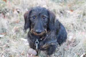 Mladý sedmiměsíční Orfík se jeví jako výborný stopař!