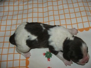 Fenka č. 1 - hnědobílá