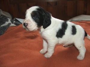 Perla ukázala i postoj.