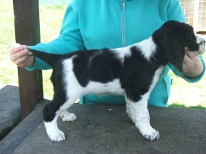 Polly z Větrné paseky