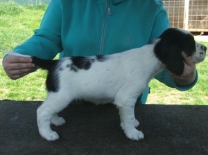 Perla z Větrné paseky