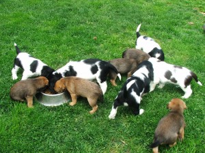 Společné krmení špringříků "P" s borďaty.