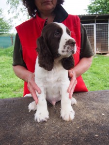 Rambo - osm týdnů, pejsek silný, temperamentní, mazlivý.