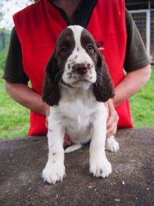 Ryana - čiloučká, vnímavá a velmi chytrá