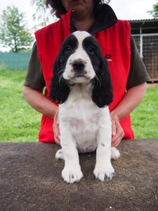 Raika - vysoký temperament po mamince, chytrá, vnímavá.