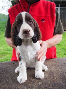 Rixie - velmi milá a mazlivá fenečka, čiloučká, vnímavá a bystrá.