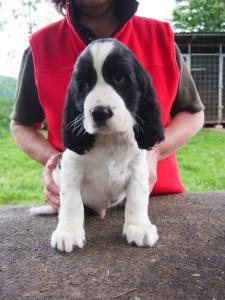 Ryan - velký společník, milý, hodný psík