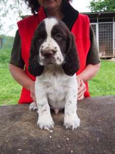 Riko velmi mazlivý, příjemný psík, vyrovnaný a klidný.