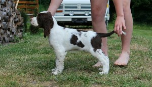 Portosek se učí postoj.