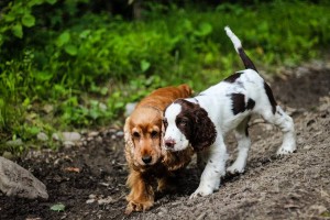Utvořili spolu nerozlučnou dvojku.