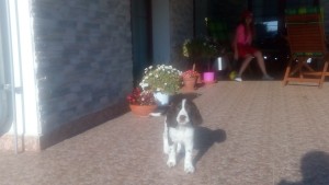 Rixie (Betynka) v novém domově.