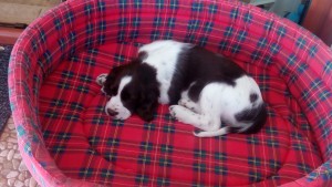 Betynka ještě musí do pelíšku dorůst.