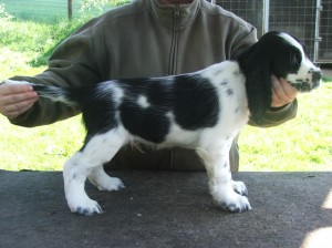 Robinek čeká, až si pro něj přijedou noví páníčci.