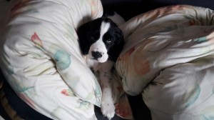 Ryan hned věděl, kde je nejlépe!