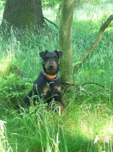 Jagdteriér Lerry se mnou procvičoval odložení na barvářském řemeni.