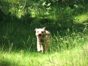 Bonzík neměl problém se slíděním a naháněním.