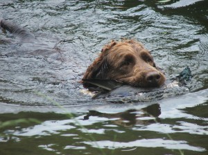 Jagar nese kachničku.