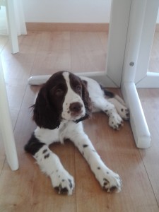 Rixie - Betynka doma.