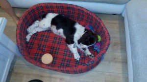 Do velkého pelíšku už dorůstá!