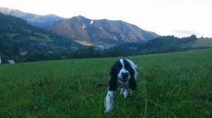 Robinek na výletě na Slovensku.