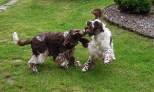 Ebigeil a Tony dovádí.