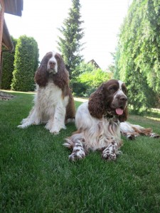 A další psí dáma s kámošem - Isolda z Větrné paseky a Enzo od Jakubského rybníka.