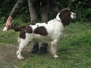 Orsana přijela na úpravu srsti a hezky jí páníček dal do postoje.