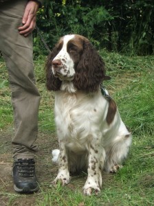 Orsanka je věrná společnice svého milovaného páníčka.