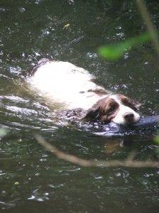 Belí je plavec a tak trénuje ve vodě.