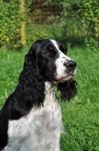 Farísa z Větrné paseky - Risa