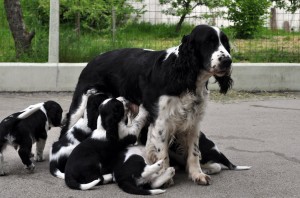 Farísa se štěňátky.