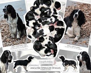 Farísa měla krásná štěňátka.