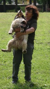 Belí přinesla kachnu ze zámeckého rybníčku a skáče mi do náruče. Je to pro ní odměna.