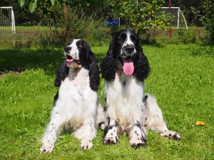 Neronek a Mendička jsou velcí kámoši.