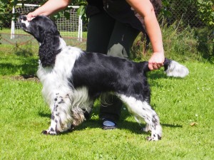 Neronek už na zahradě po výstavě.