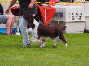 Dina Ester Cizera v pohybu - výborná 1 , CAC - dcera Giuliana
