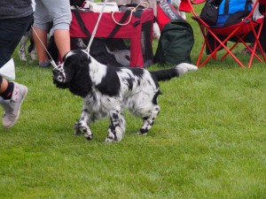Oriana - mezitřída - výborná 2, r. CAC (Diana z Větrné paseky x Ingo od Stroupinského potoka)