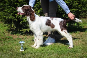 Portosek - velmi nadějné štěně