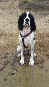 A teď jsem mokrý pes...Ryan.