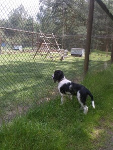 POlly v bažantnici.