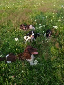 Polly se svou psí smečkou.