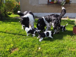 Niké, štěňátka a strejda Hubert.