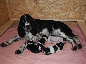 Nikitka výborná mamina se štěňátky.