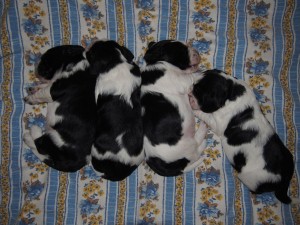 Štěňátka Berenika, Barnabášek, Benjaminek a Bertík 2 týdny.