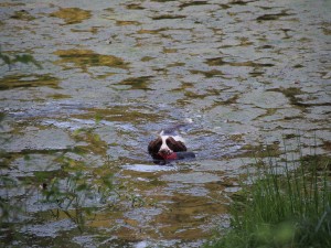 Orsana plave s dummy při ochotě na vodu.