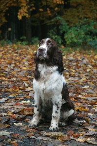 Vypadám, že koukám věděšeně, to už se nemůžu dočkat pamlsku za povel sedni a čekej!