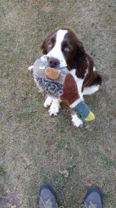 Bráška Rambo (tři a půl měsíce) přinesl kačenku.