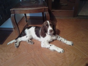 Ramon (Ron) čtyři měsíce.